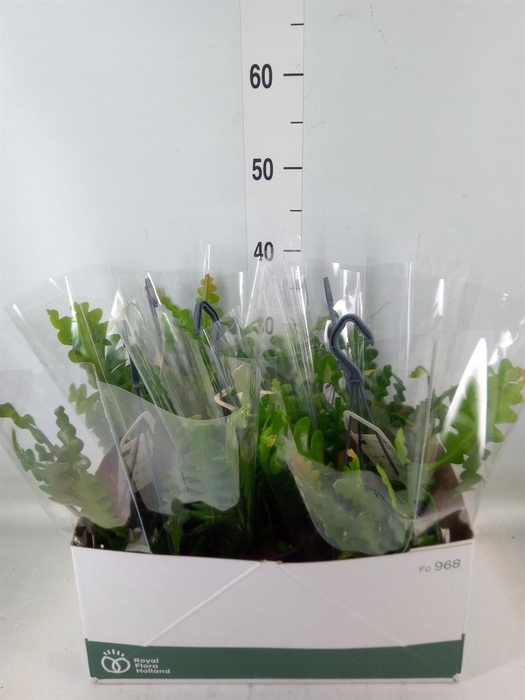 <h4>Epiphyllum anguliger</h4>