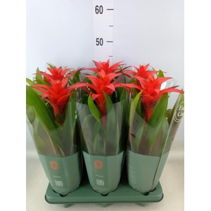 Guzmania  'Calypso'