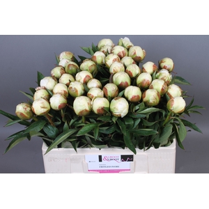 Paeonia Fringed Ivory | Heavy Quality