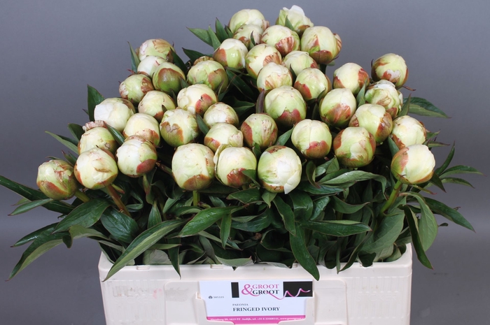 <h4>Paeonia Fringed Ivory | Heavy Quality</h4>