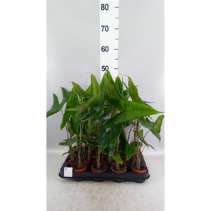Alocasia zebrina