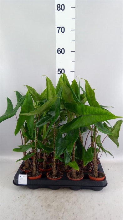 <h4>Alocasia zebrina</h4>