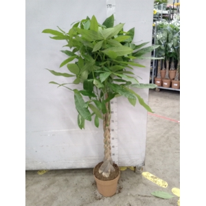 Pachira aquatica