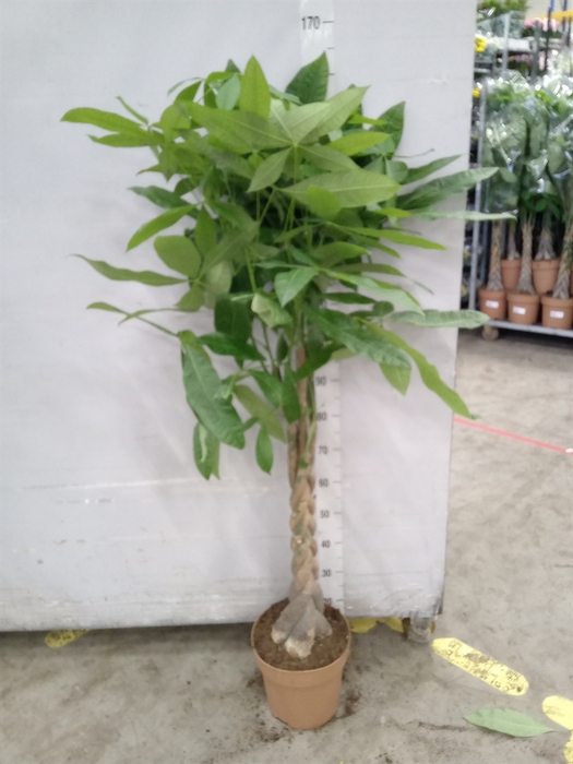 <h4>Pachira aquatica</h4>