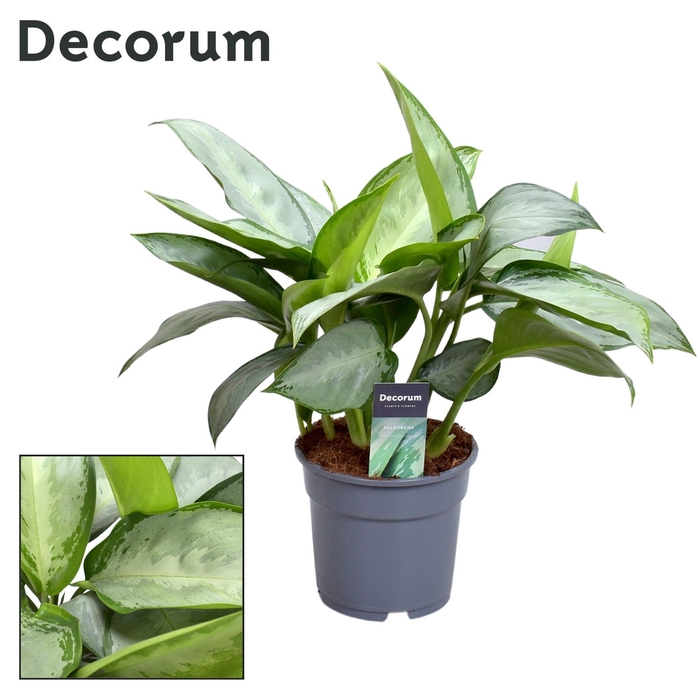 <h4>Aglaonema Silverado (Decorum)</h4>