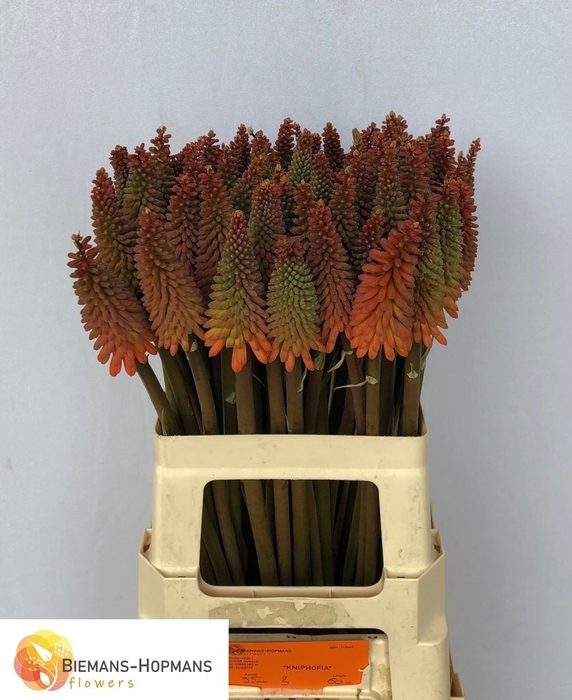 <h4>Kniphofia Alcazar Biemans</h4>