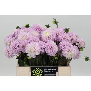 Dahlia Genova