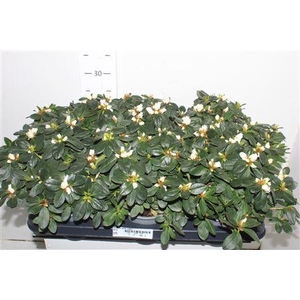 Rhodo Si Witte Vogel