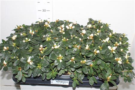 <h4>Rhodo Si Witte Vogel</h4>