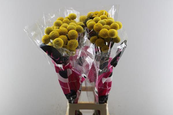 <h4>Cras Paintball Pop</h4>