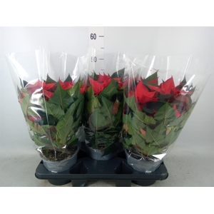 Euphorbia pulc. 'Christ Feel'