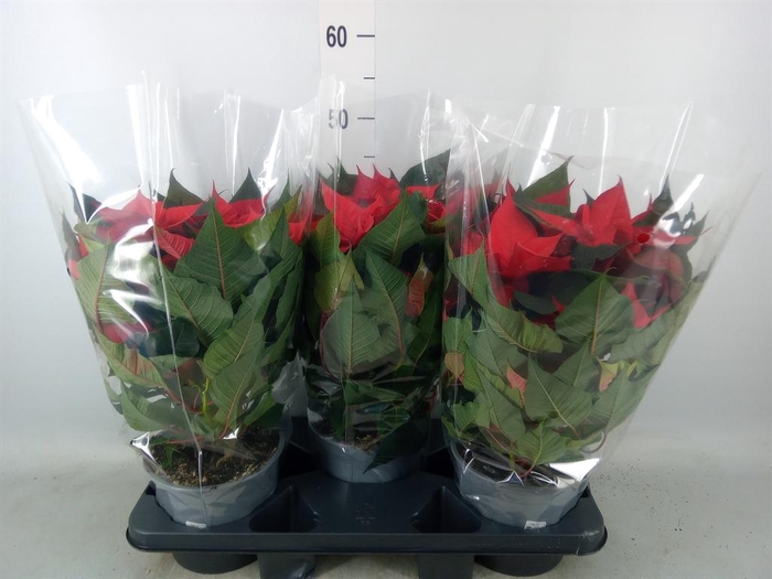 <h4>Euphorbia pulc. 'Christ Feel'</h4>