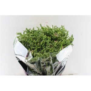 Fr Du Honeymoon Pink