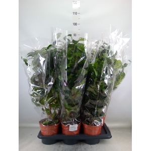 Ficus benja. 'Danielle'