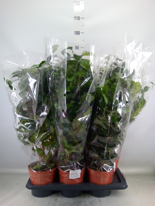 <h4>Ficus benja. 'Danielle'</h4>