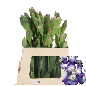 IRIS BUITEN OV