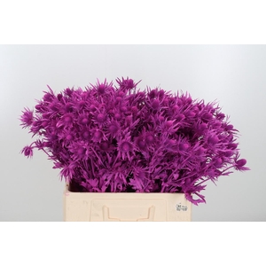 Eryn Orion Kl Bh Erika