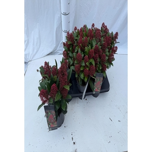 .Skimmia japonica rubella