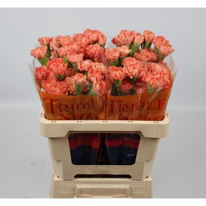 DI ST HERMES ORANGE