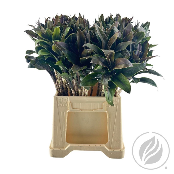 <h4>Cordyline Compacta Caramel 52 Cm</h4>