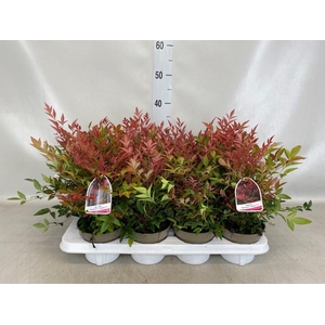 Nandina domestica