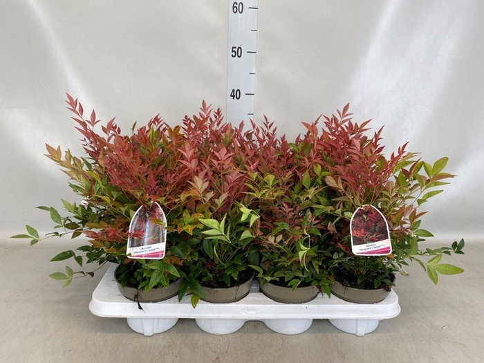 <h4>Nandina domestica</h4>