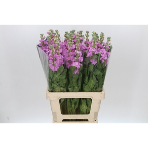 Matthiola Iron Pink