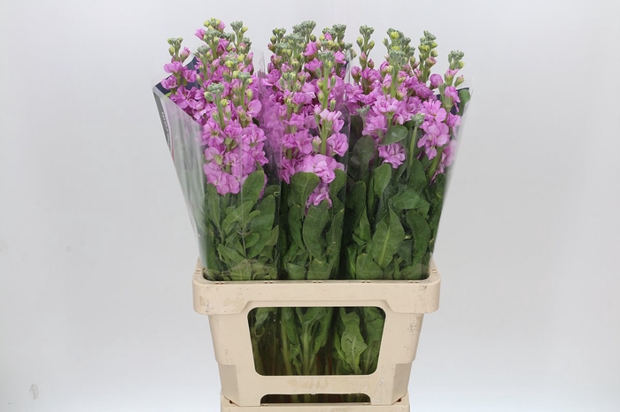 <h4>Matthiola Iron Pink</h4>