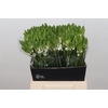 Ornithogalum Mount Fuji