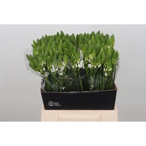Ornithogalum Mount Fuji