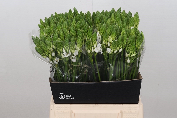 <h4>Ornithogalum Mount Fuji</h4>