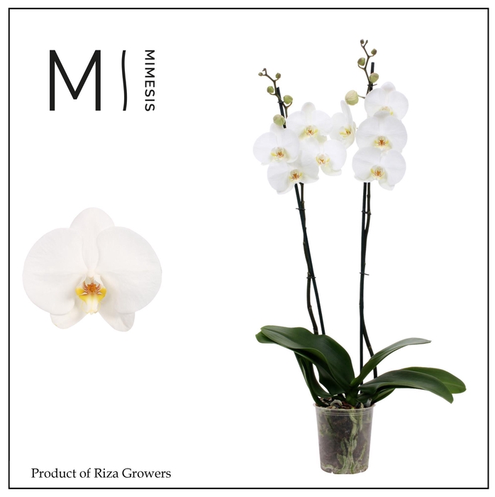 <h4>Phalaenopsis White Bigflower 2 spike - 12cm | Mimesis</h4>