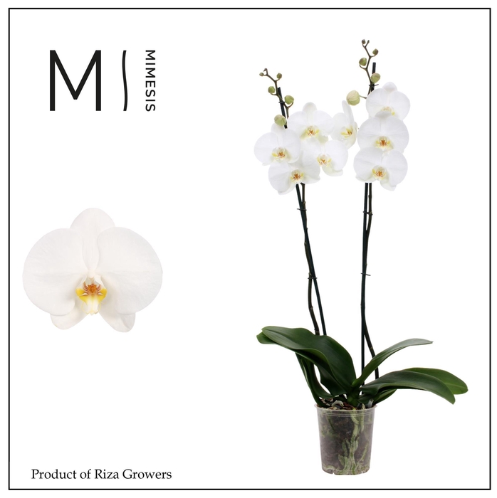 <h4>Phalaenopsis White Bigflower 2 spike - 12cm | Mimesis</h4>