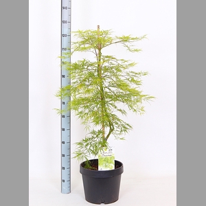 ACER PALM DISSECTUM