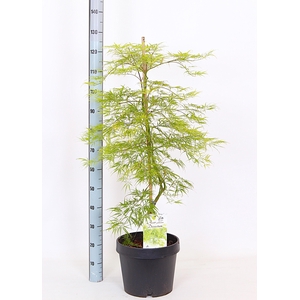 ACER PALM DISSECTUM