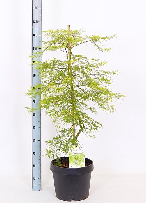 <h4>ACER PALM DISSECTUM</h4>