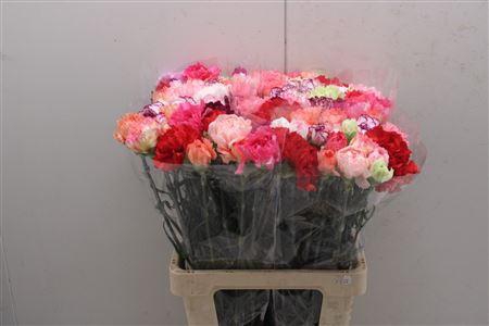 <h4>Di St Rainbow Mix</h4>