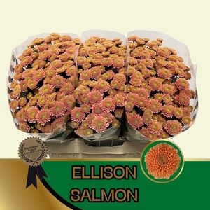 CHR S ELLISON SALMON