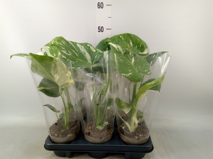 <h4>Monstera delic. 'Thai Constellatio'</h4>