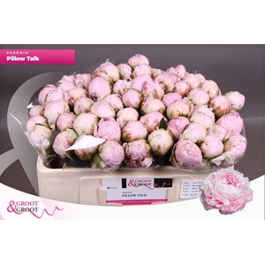 Paeonia Pillow Talk