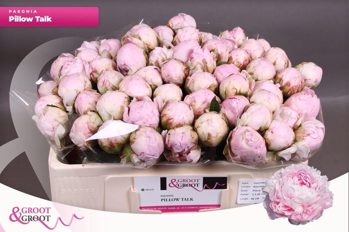 <h4>Paeonia Pillow Talk</h4>