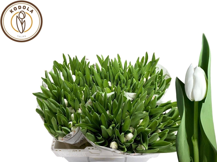 <h4>TU EN ROYAL VIRGIN</h4>