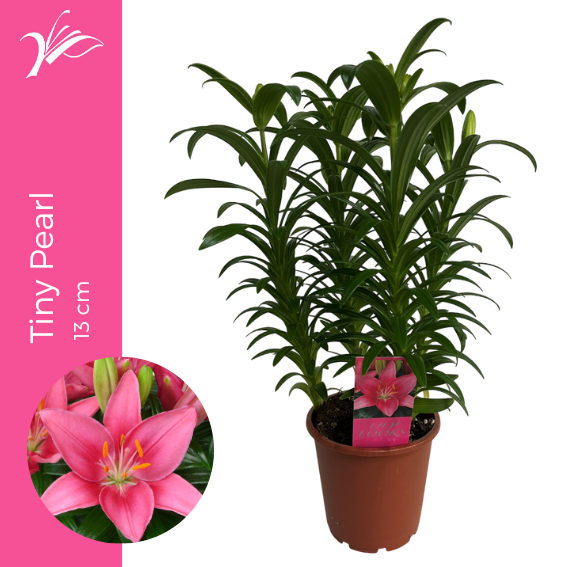 <h4>Lilium Tiny Pearl 13 cm (az. lelie)</h4>