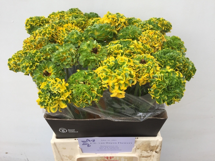 <h4>RAN PON PON MERLINO</h4>