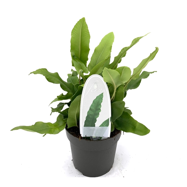 <h4>Asplenium scolopendrium ES13 1,0l</h4>