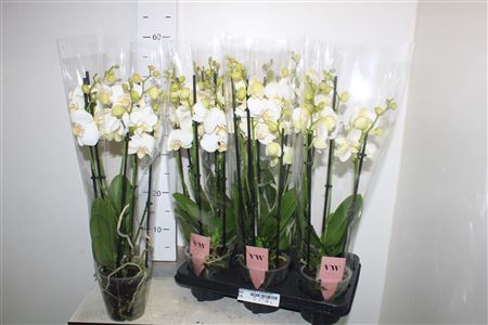 <h4>Phal An Inverness 5 Branches 40+</h4>