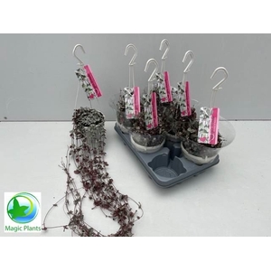 Ceropegia woodii 'Silver Glory'