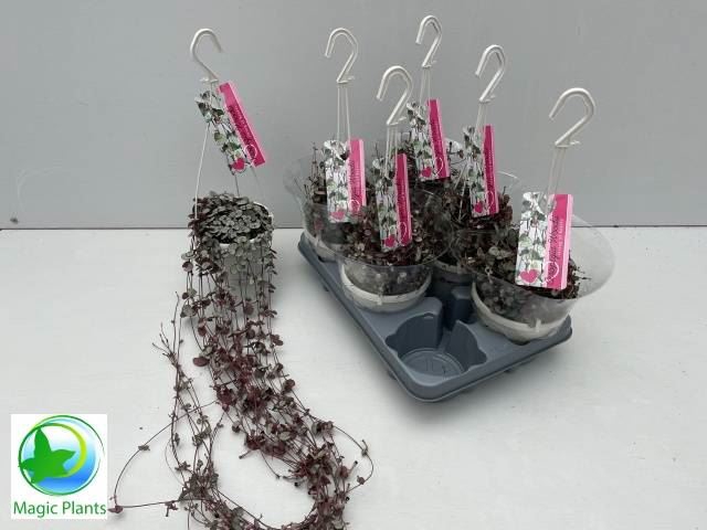 <h4>Ceropegia woodii 'Silver Glory'</h4>