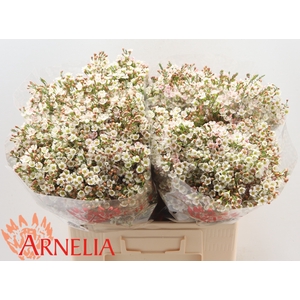 CHAMELAUCIUM 'MORNING DELIGHT'