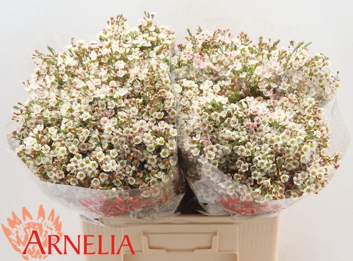<h4>CHAMELAUCIUM 'MORNING DELIGHT'</h4>
